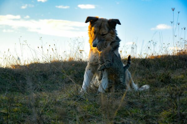 Pet Waste Removal in Beaumont