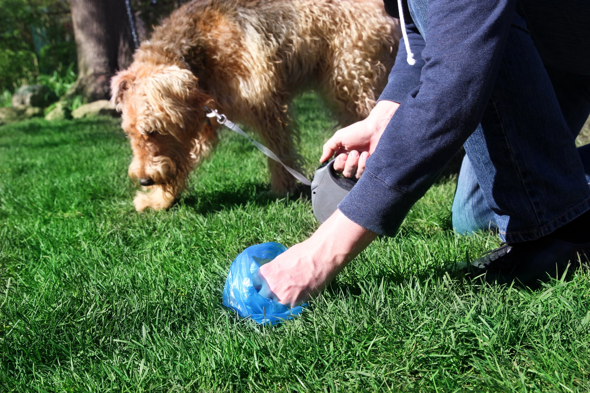 commercial pet waste services